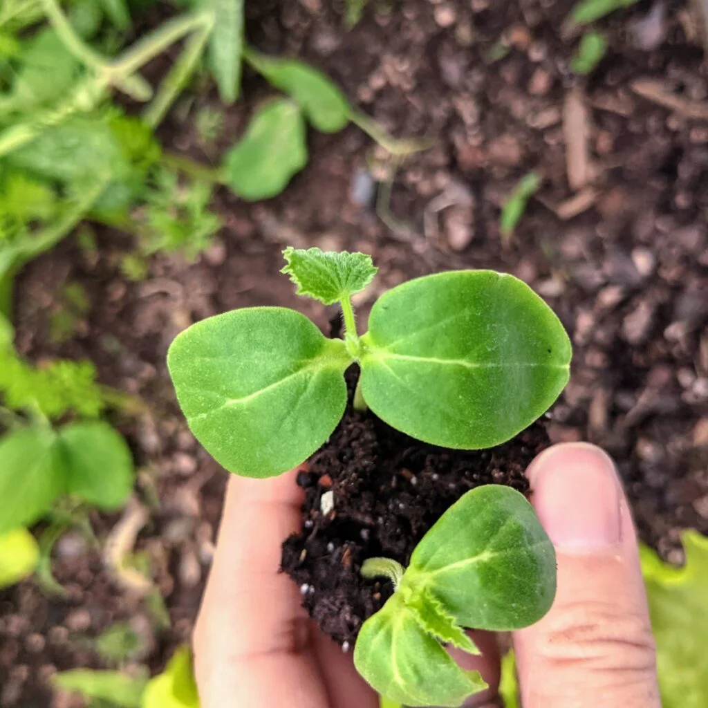 Best Time to Transplant Cucumbers Outdoors