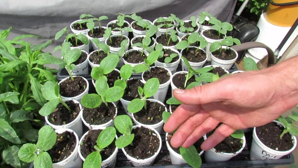 Best Time to Transplant Cucumbers Outdoors