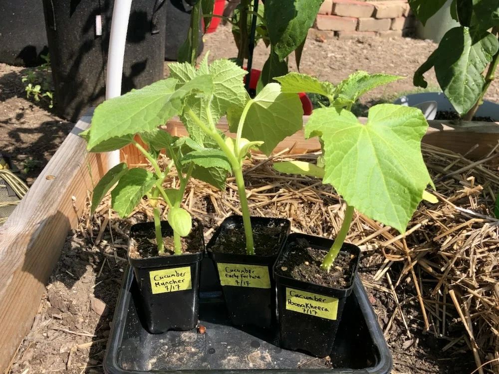Best Time to Transplant Cucumbers Outdoors