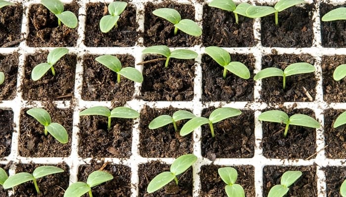 Best Time to Transplant Cucumbers Outdoors Best Time to Transplant Cucumbers Outdoors