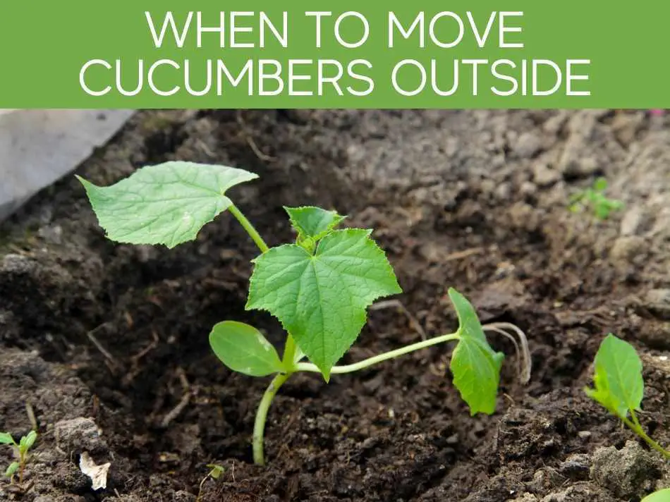 Best Time to Transplant Cucumbers Outdoors Best Time to Transplant Cucumbers Outdoors