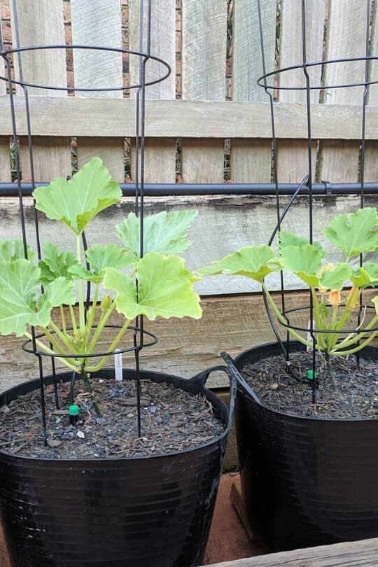 Choosing the Right Container Size for Growing Zucchini