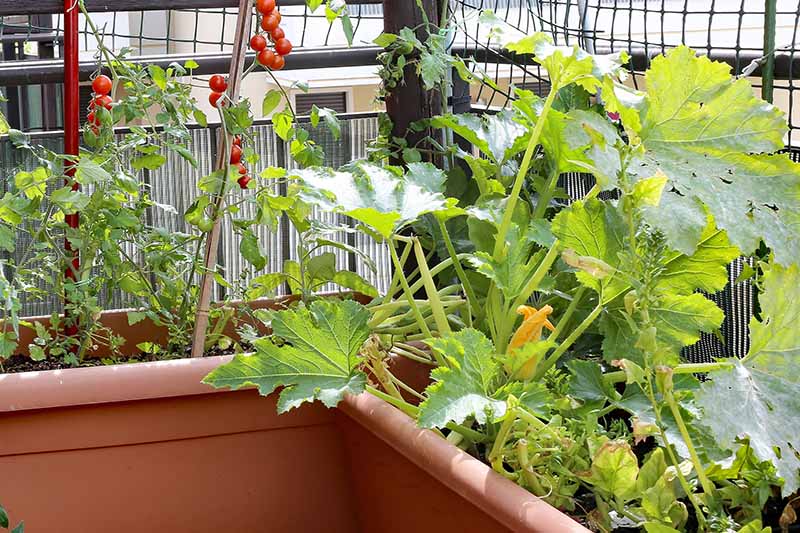 Choosing the Right Container Size for Growing Zucchini GreenThumbsGuide