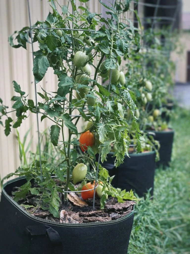Choosing the Right Size Grow Bag for Your Cherry Tomatoes