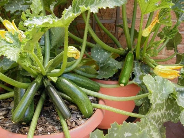 Choosing the Right Size Pot for Zucchini