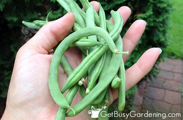 Common causes of fuzzy green beans Common causes of fuzzy green beans