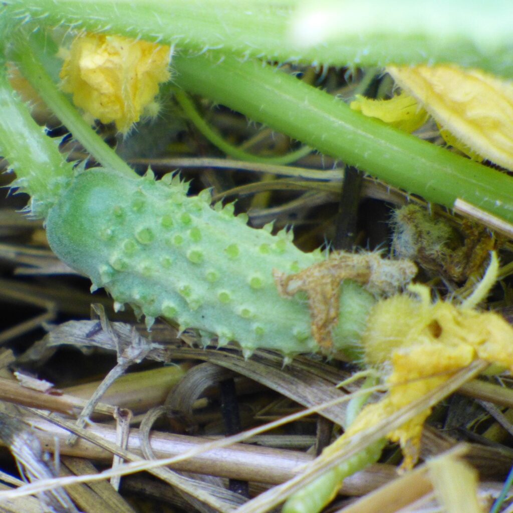 Common Causes of Spiky Cucumbers Common Causes of Spiky Cucumbers