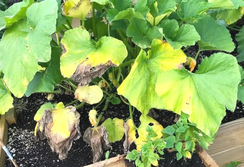 Common Causes Of Yellow Leaves On Squash Plants 5 