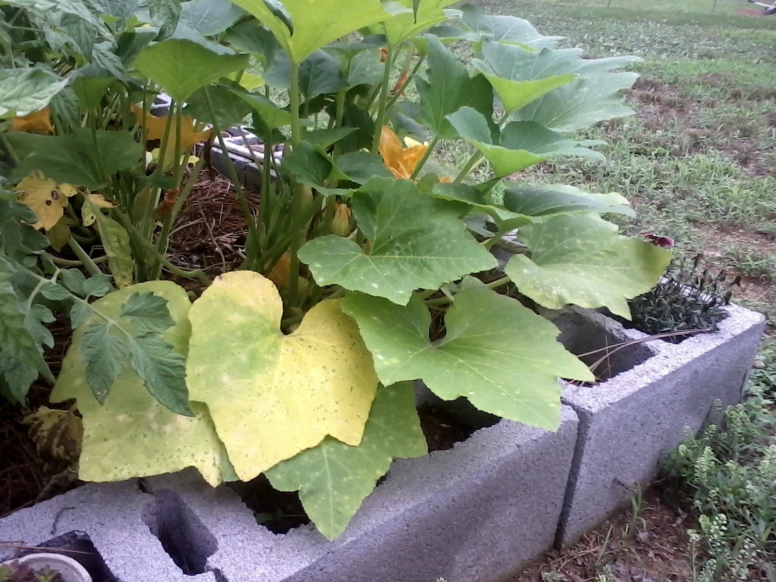 Common Causes of Yellow Leaves on Squash Plants