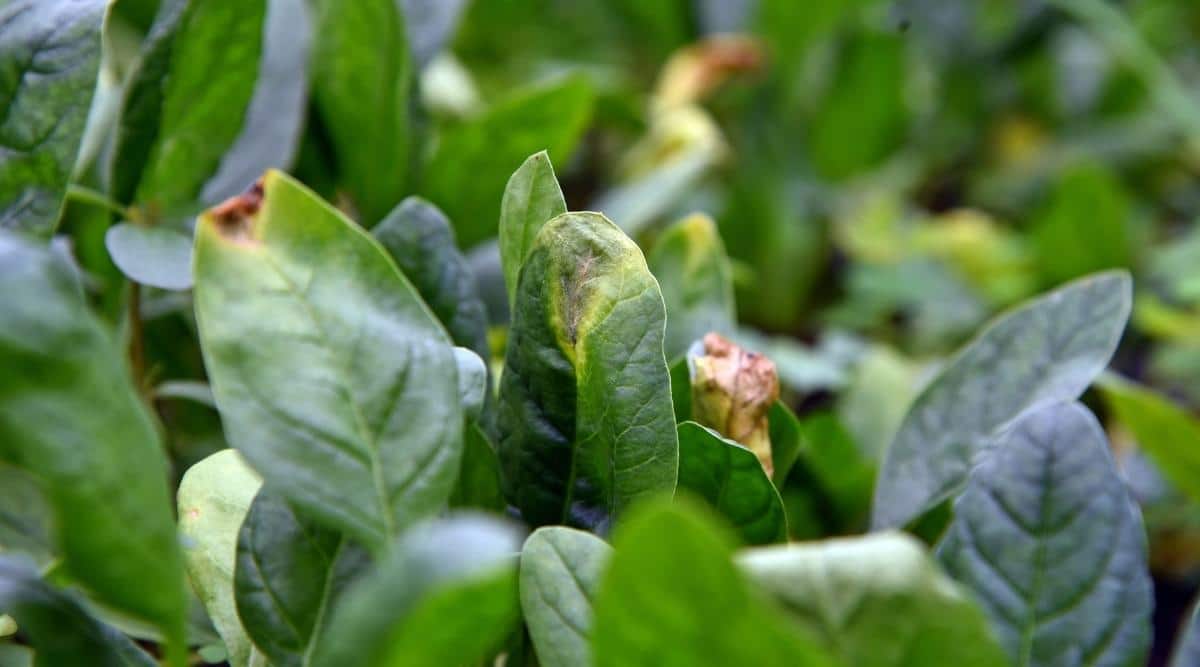 Common Causes of Yellow Spinach Leaves GreenThumbsGuide