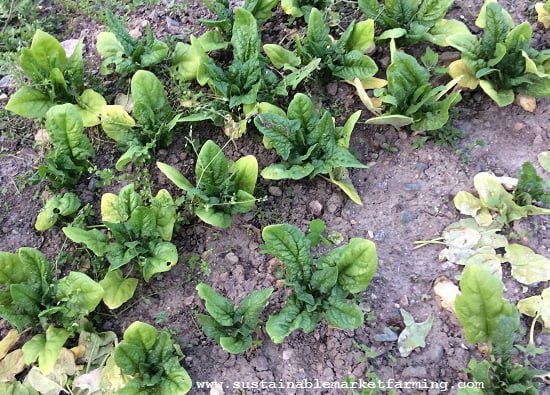 Common Causes of Yellow Spinach Leaves Common Causes of Yellow Spinach Leaves
