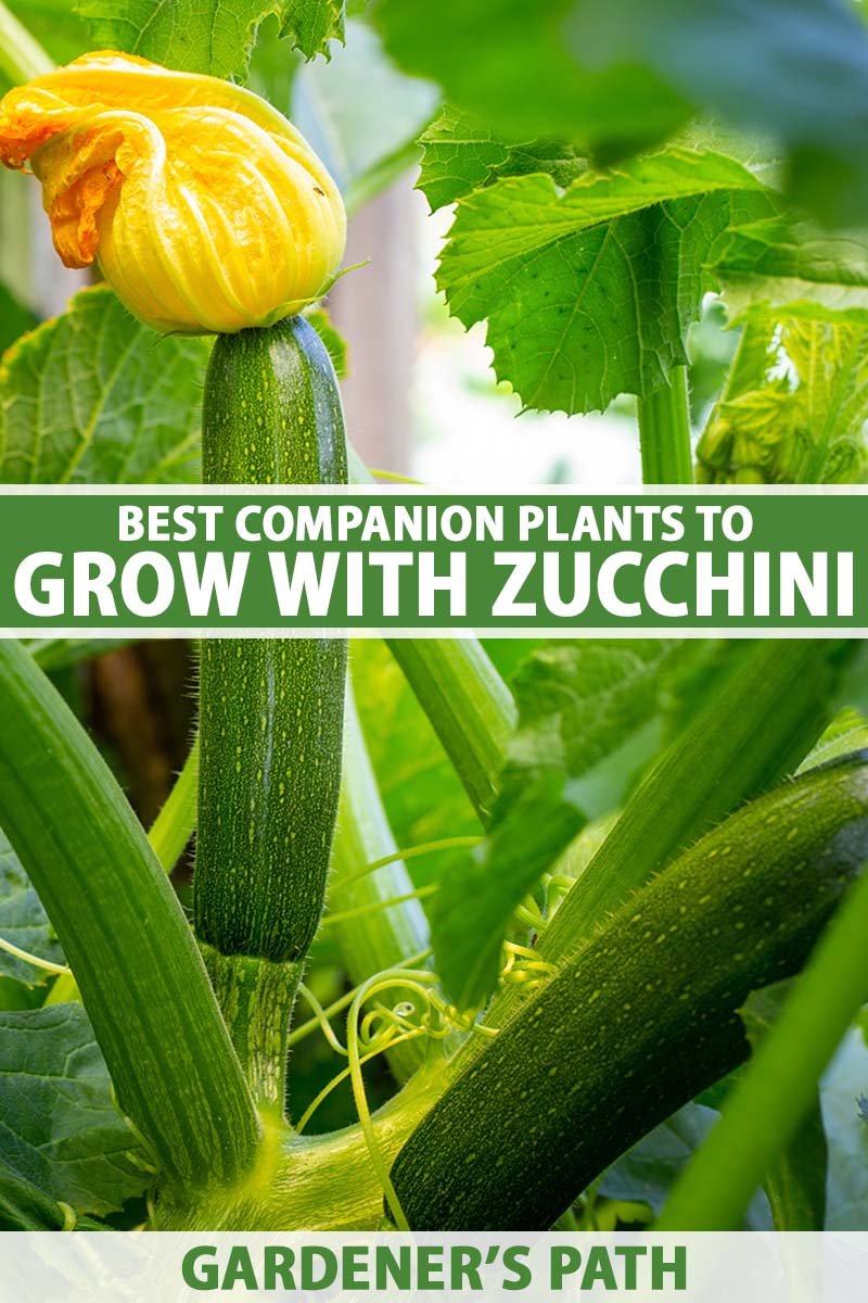 Companion Plants for Zucchini Companion Plants for Zucchini