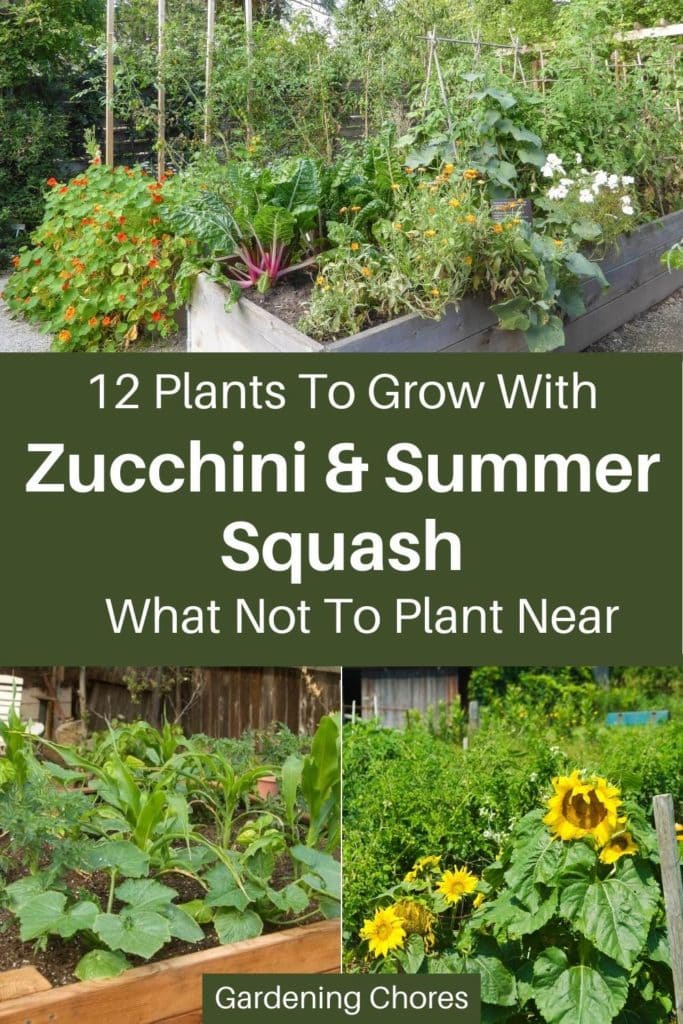 Companion Plants for Zucchini Companion Plants for Zucchini
