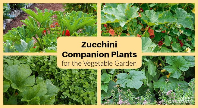 Companion Plants for Zucchini Companion Plants for Zucchini