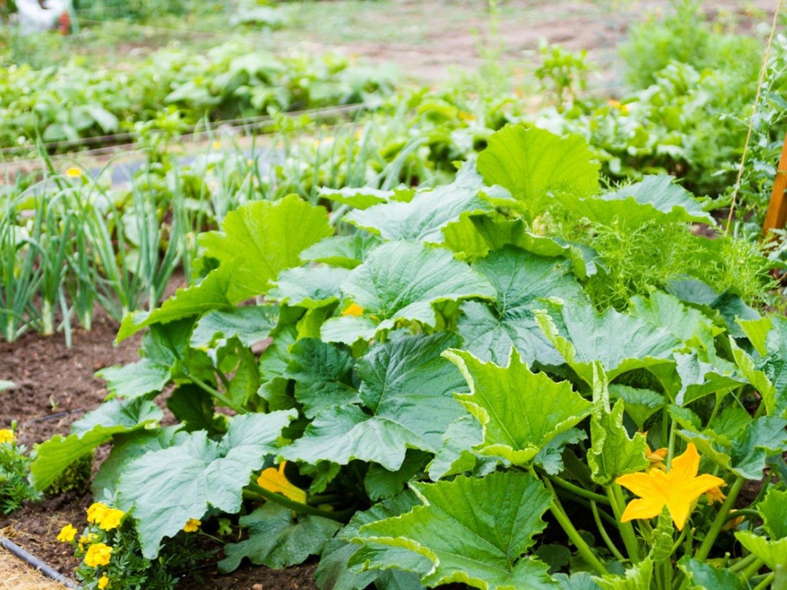 Companion Plants to Avoid for Butternut Squash