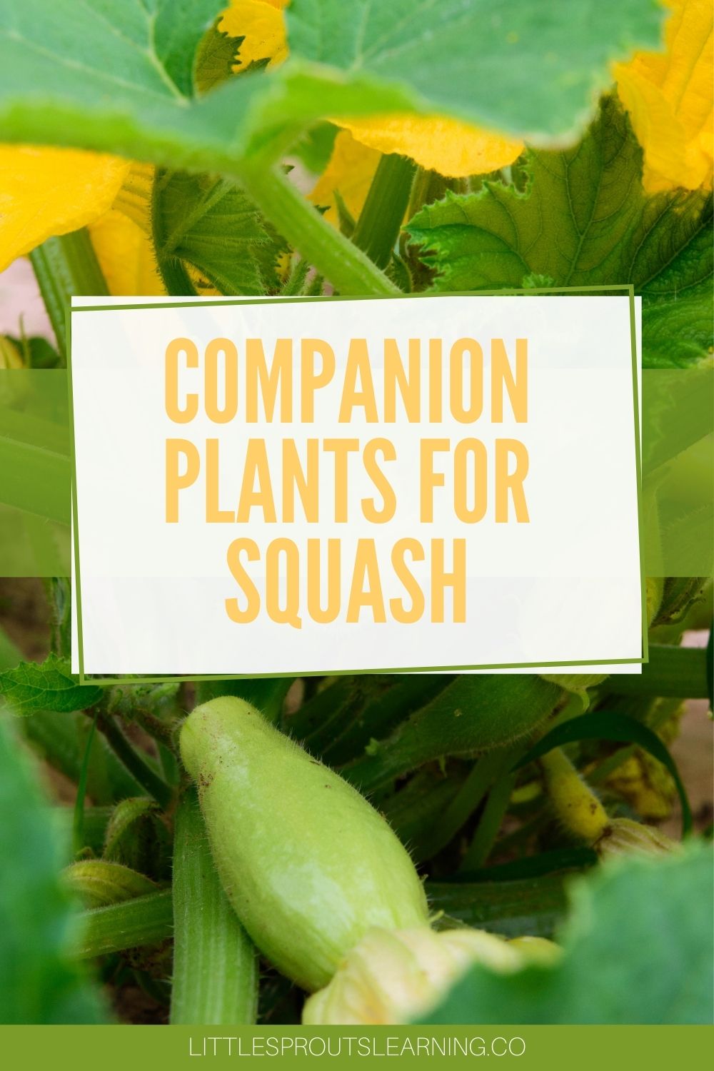Companion Plants to Avoid for Butternut Squash