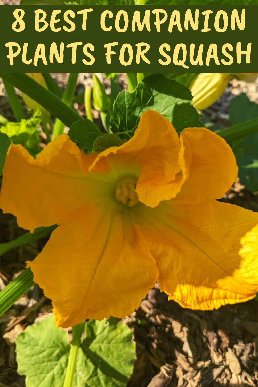 Companion Plants to Avoid for Butternut Squash