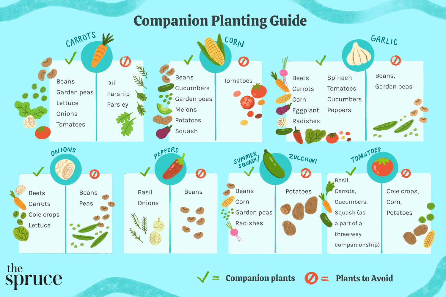 Companion Plants to Avoid for Butternut Squash