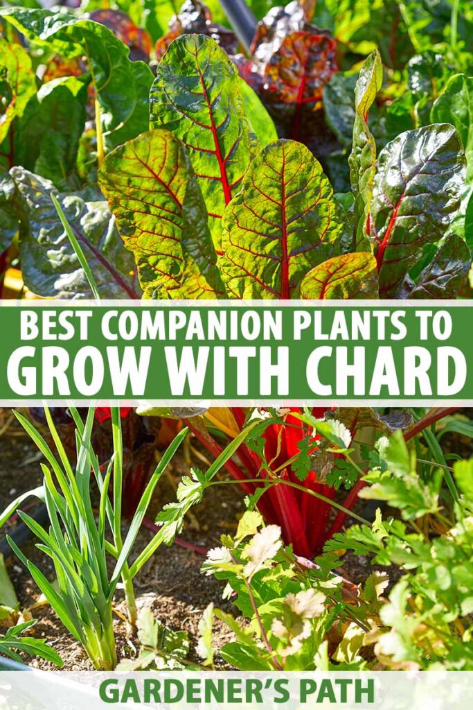 Companion Plants to Avoid for Swiss Chard Companion Plants to Avoid for Swiss Chard