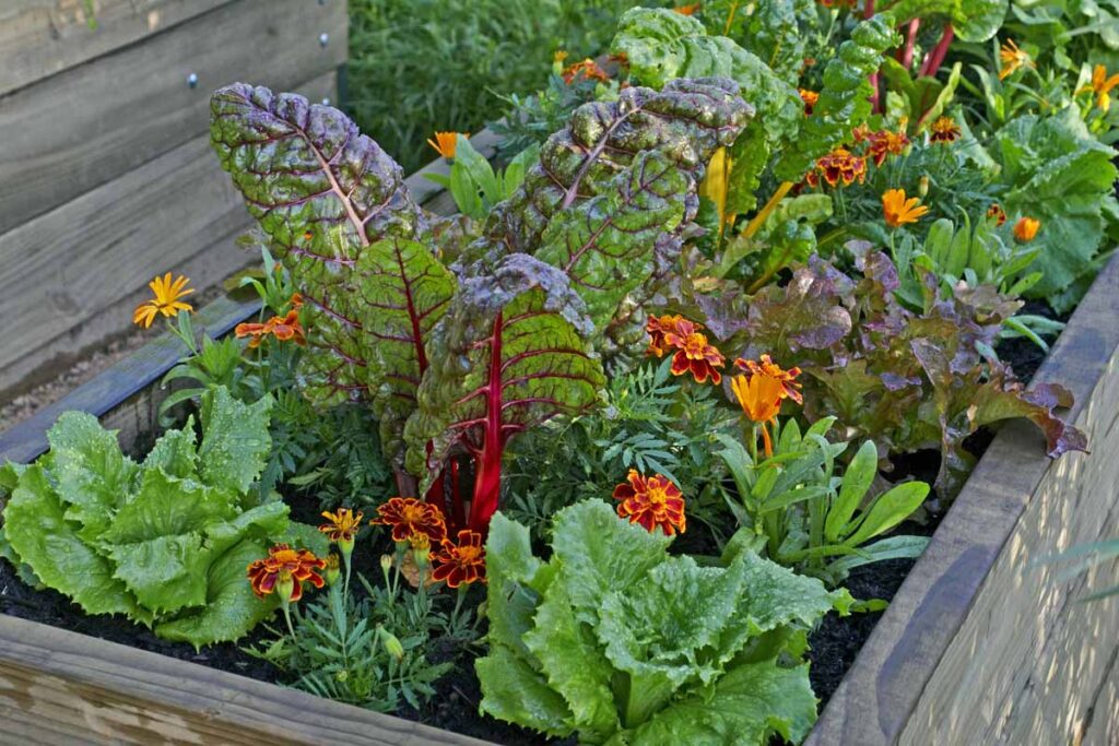 Companion Plants to Avoid for Swiss Chard Companion Plants to Avoid for Swiss Chard
