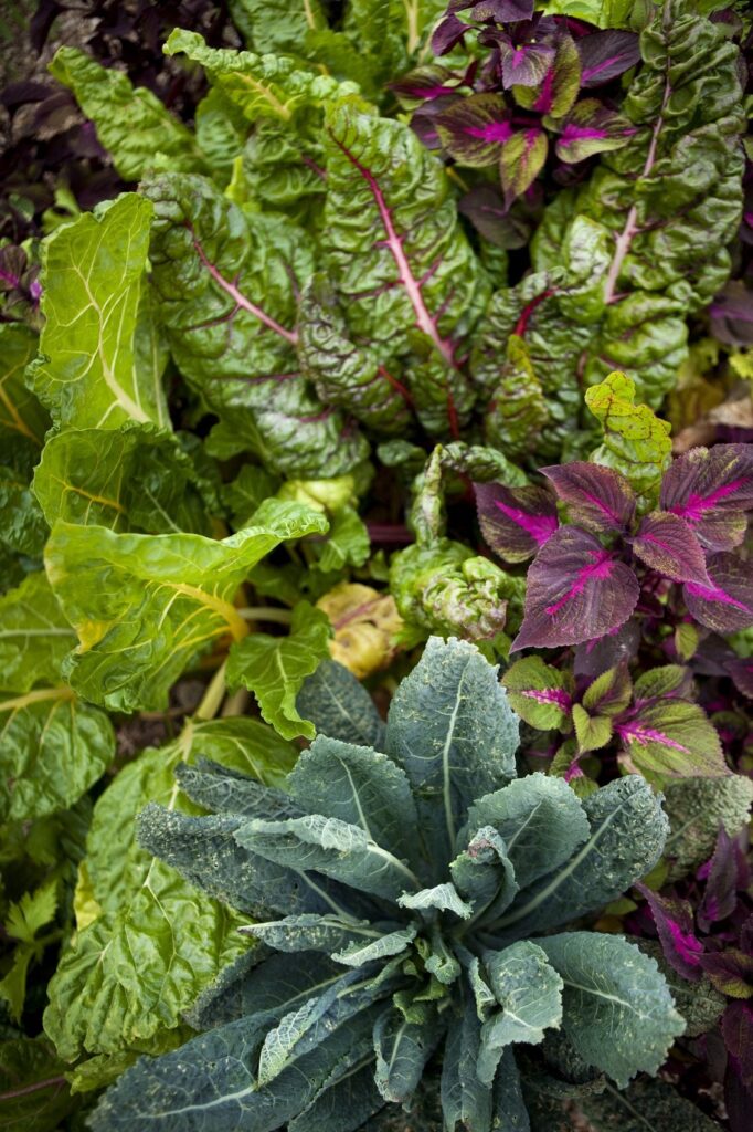 Companion Plants to Avoid for Swiss Chard Companion Plants to Avoid for Swiss Chard