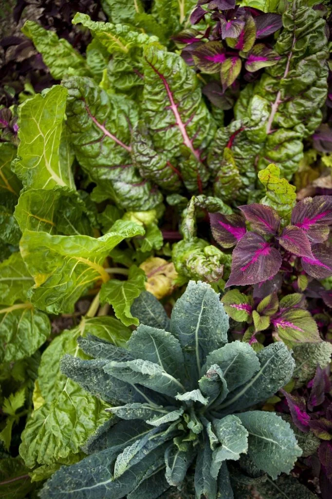 Companion Plants to Avoid for Swiss Chard