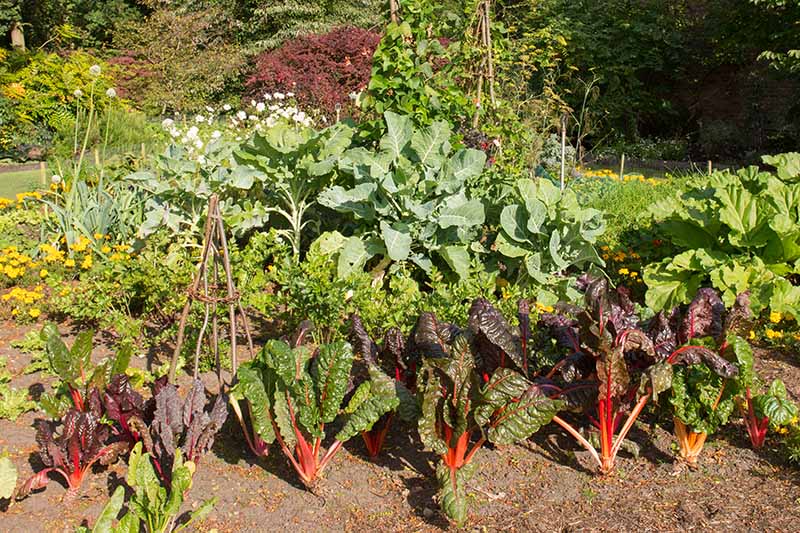 Companion Plants to Avoid for Swiss Chard Companion Plants to Avoid for Swiss Chard