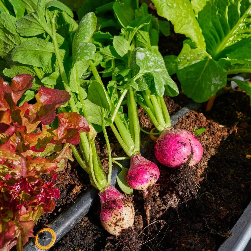 Companion Plants to Avoid with Radishes