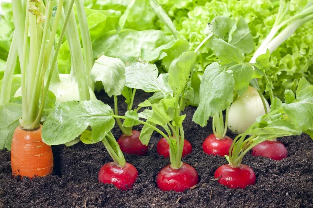 Companion Plants to Avoid with Radishes
