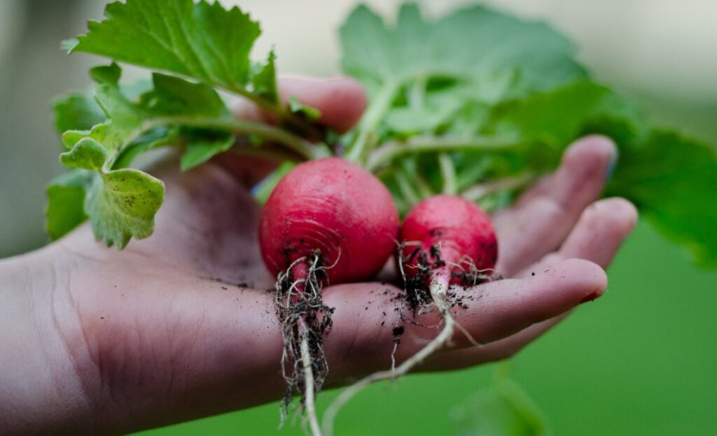 Companion Plants to Avoid with Radishes Companion Plants to Avoid with Radishes