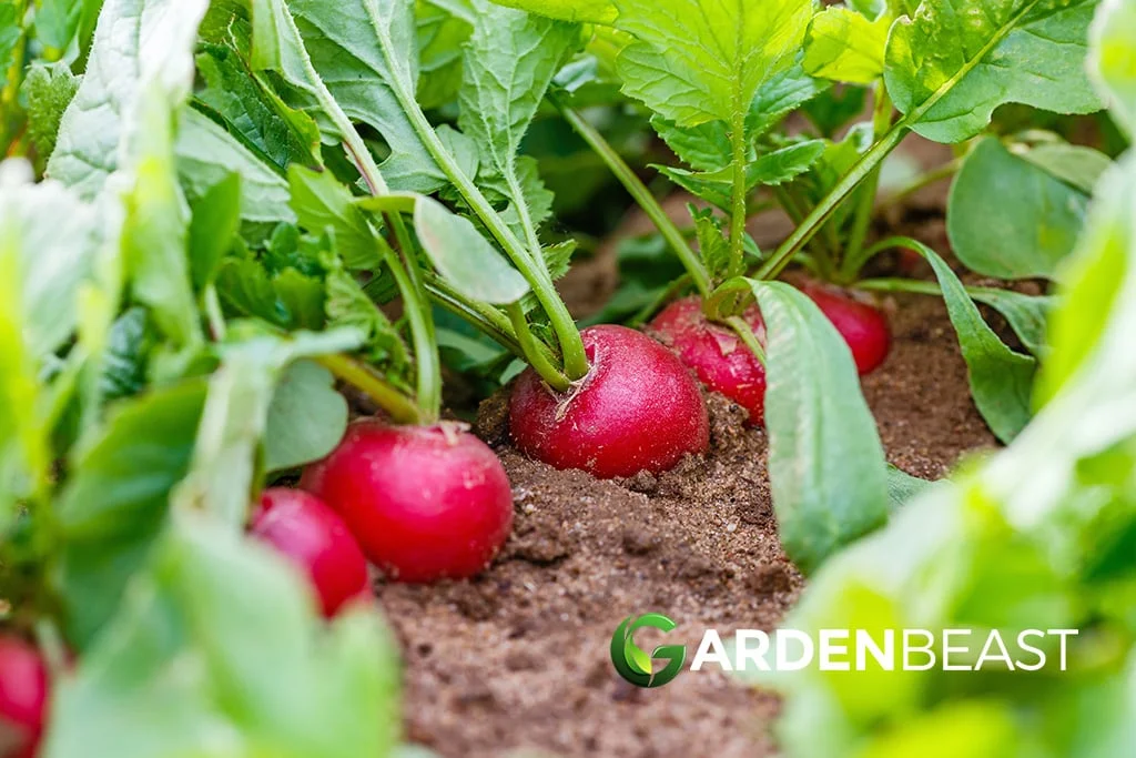 Companion Plants to Avoid with Radishes