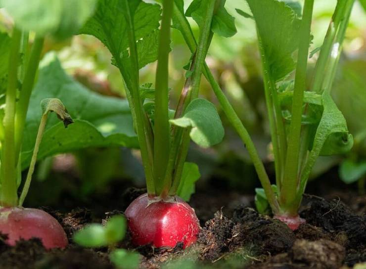 Companion Plants to Avoid with Radishes Companion Plants to Avoid with Radishes