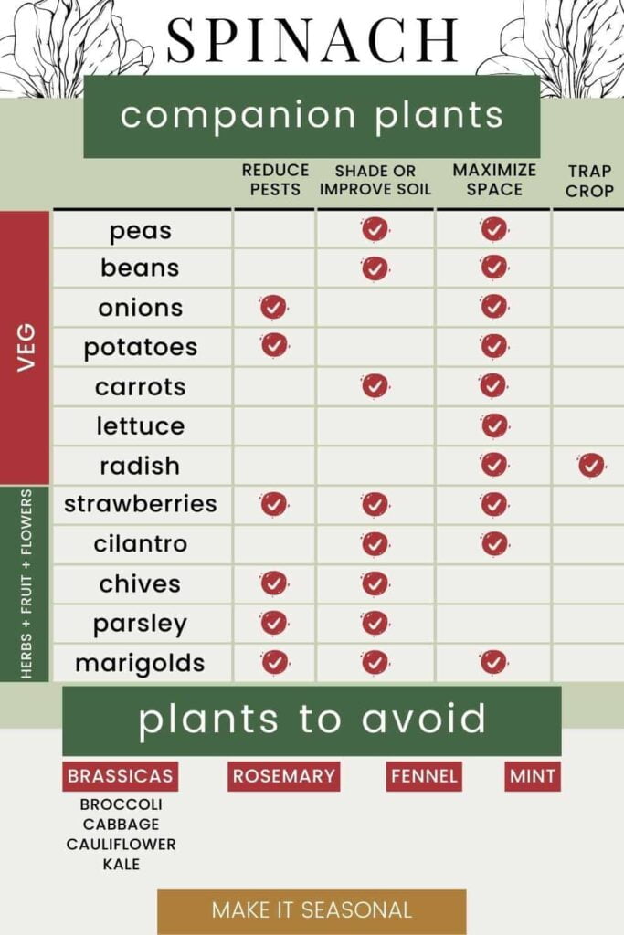 Companion Plants to Avoid with Spinach Companion Plants to Avoid with Spinach