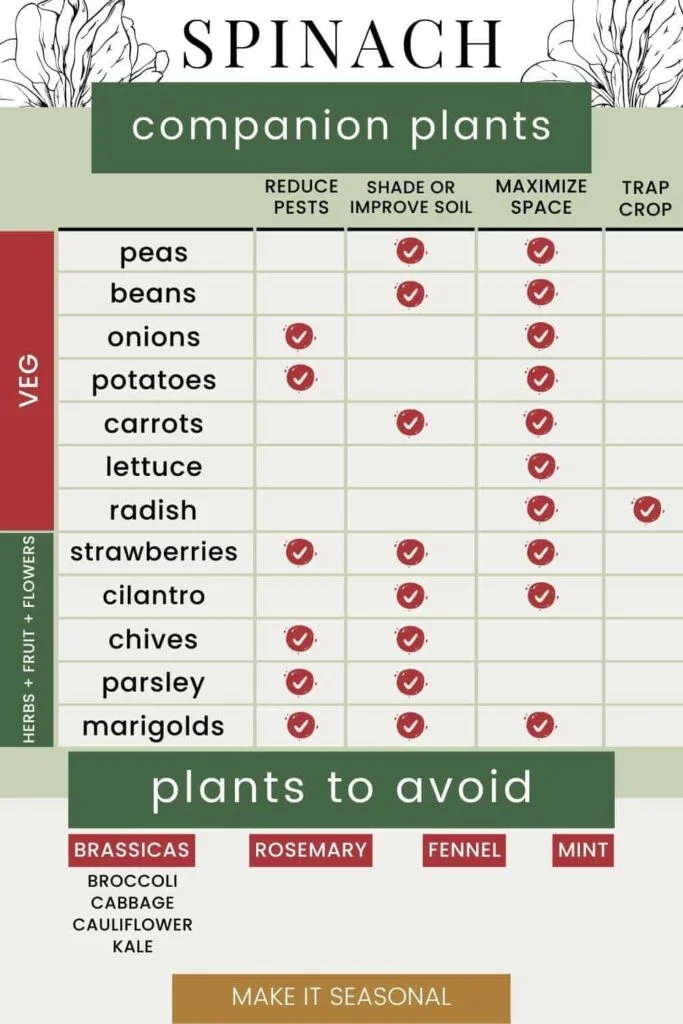 Companion Plants to Avoid with Spinach