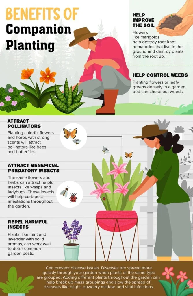 Companion Plants to Avoid with Spinach