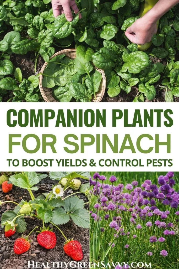 Companion Plants to Avoid with Spinach