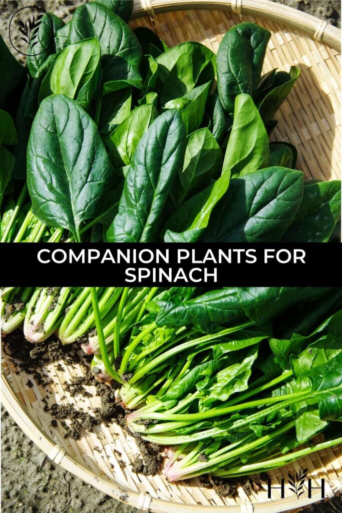 Companion Plants to Avoid with Spinach Companion Plants to Avoid with Spinach