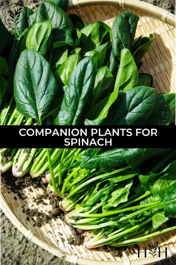 Companion Plants to Avoid with Spinach