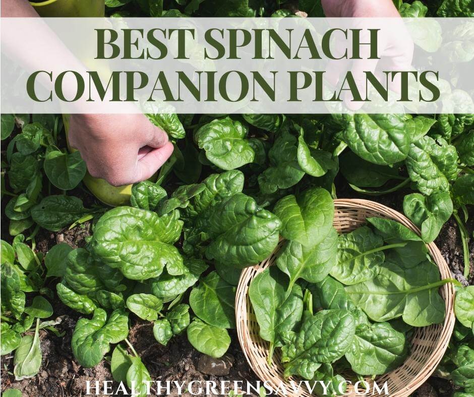 Companion Plants to Avoid with Spinach Companion Plants to Avoid with Spinach
