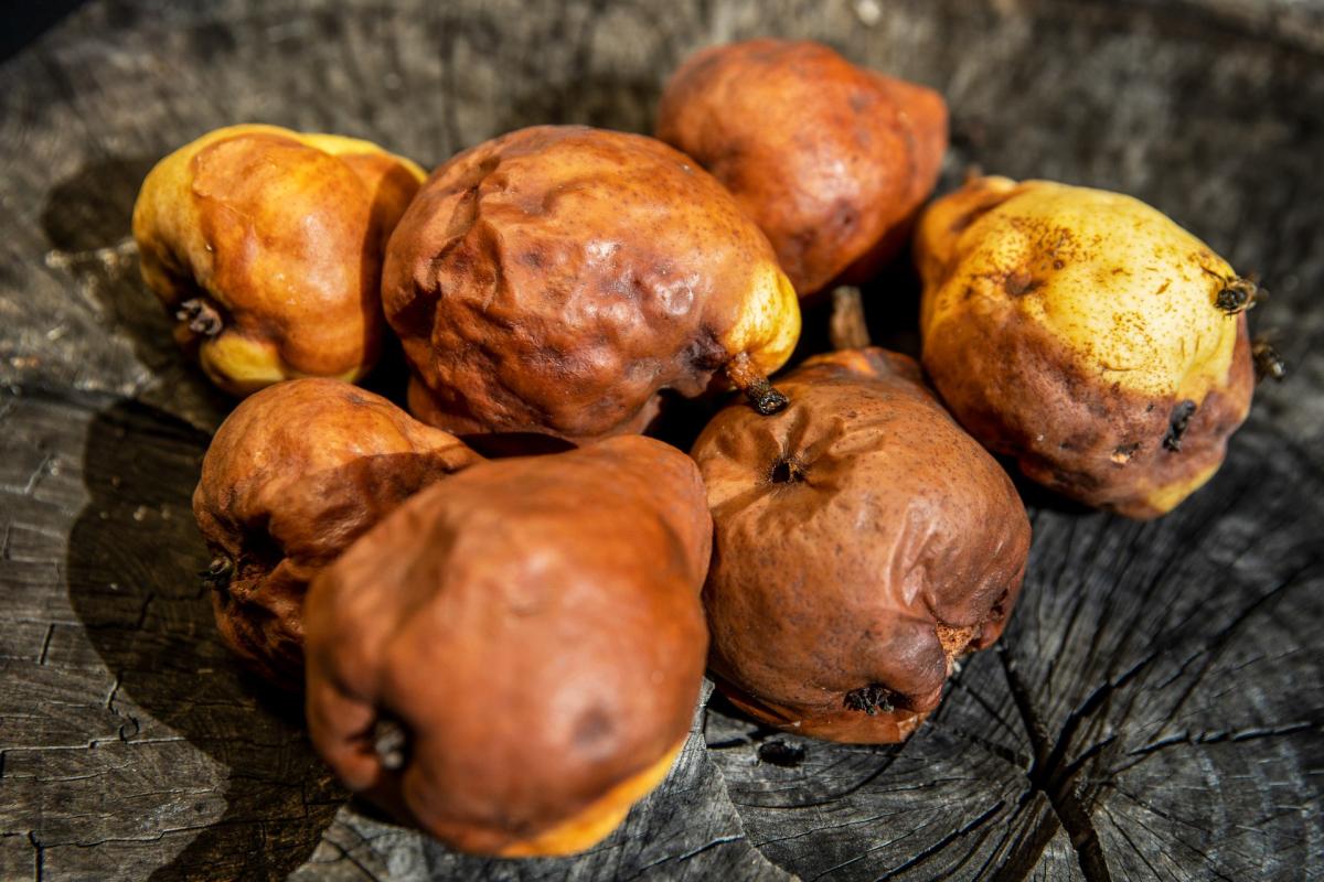 Delicious Recipes for Overripe Pears