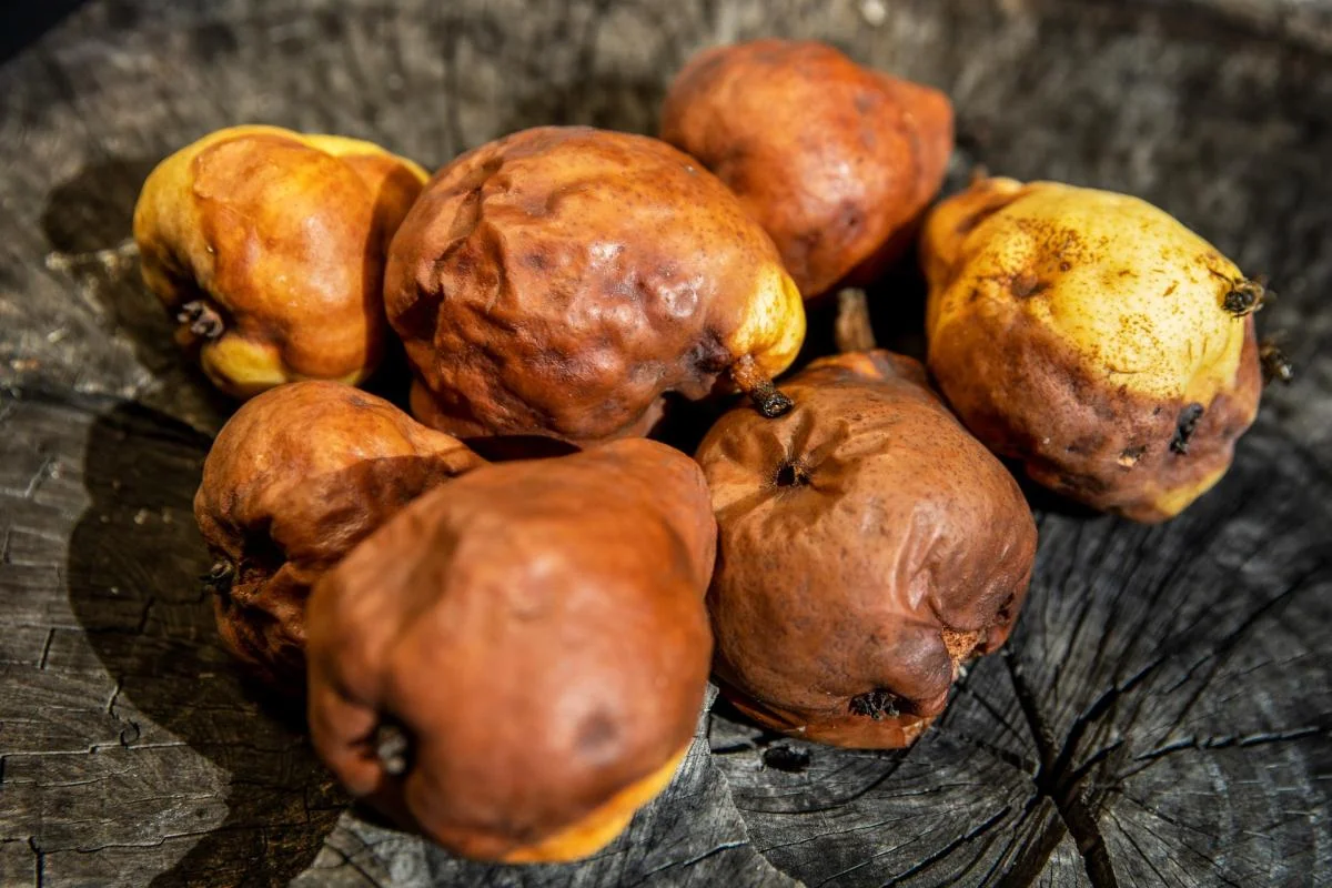 Delicious Recipes for Overripe Pears