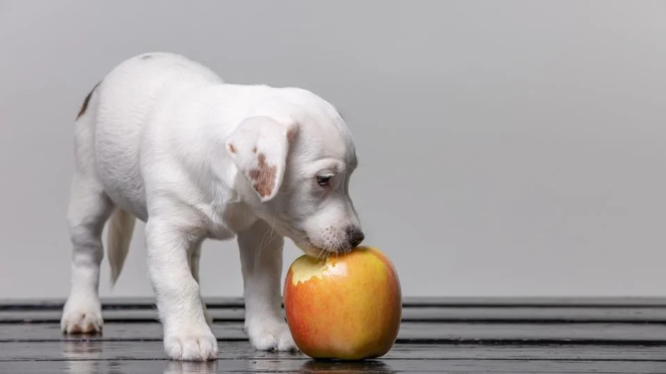 Discovering the Apple-loving Animals