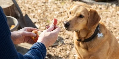Discovering the Apple-loving Animals