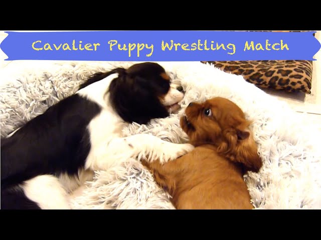 Discovering the Apple-loving Animals Discovering the Apple-loving Animals