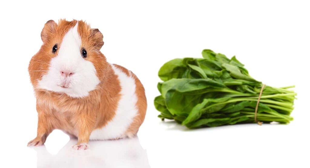 Do Animals Eat Spinach? Do Animals Eat Spinach?