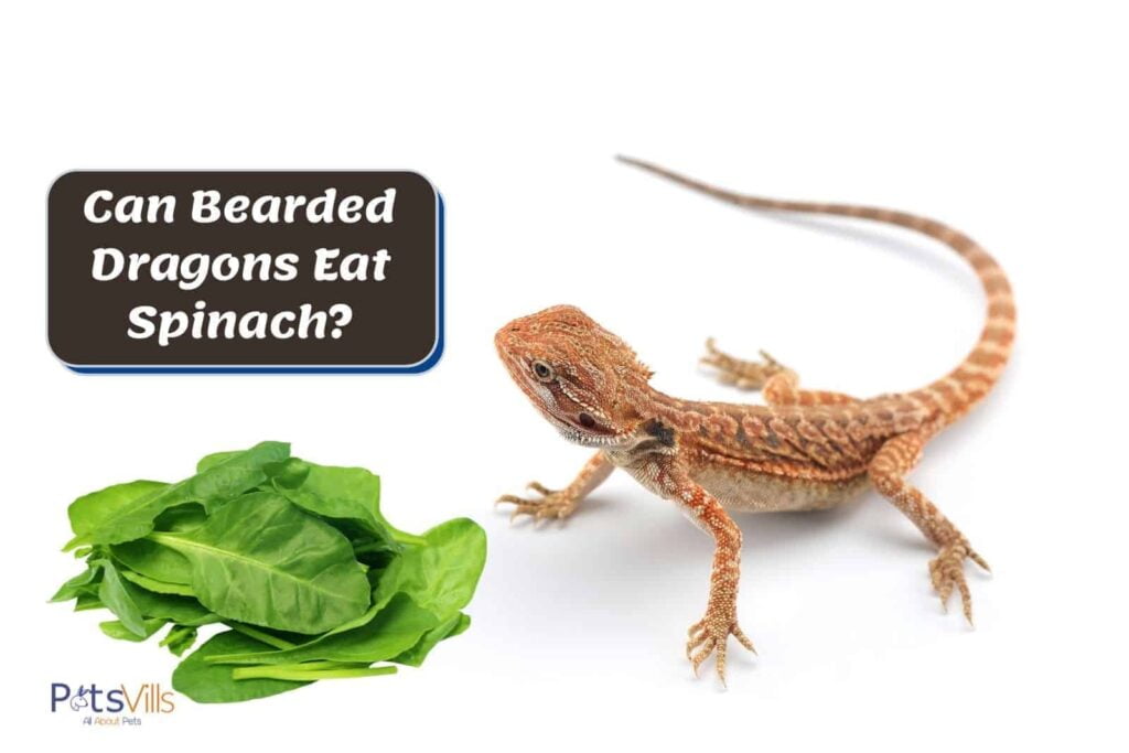 Do Animals Eat Spinach? Do Animals Eat Spinach?