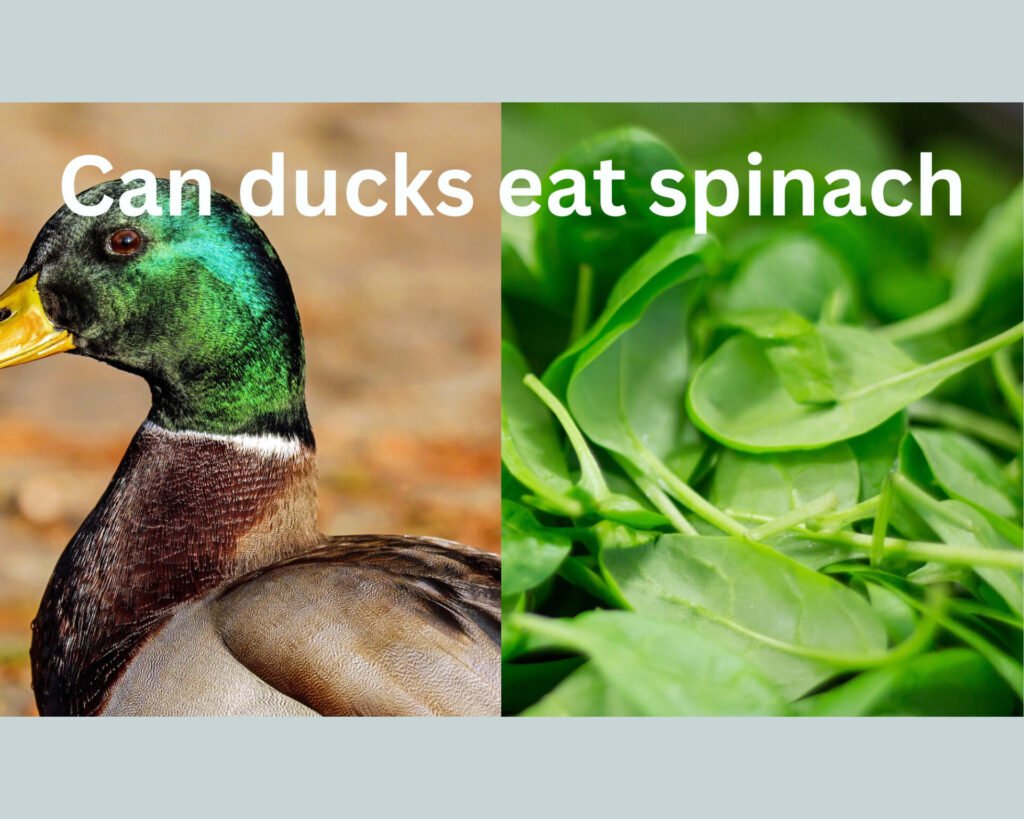 Do Animals Eat Spinach? Do Animals Eat Spinach?