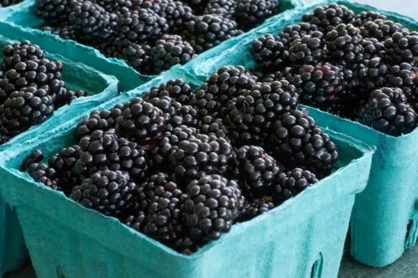 Easy Method to Remove Seeds from Blackberries