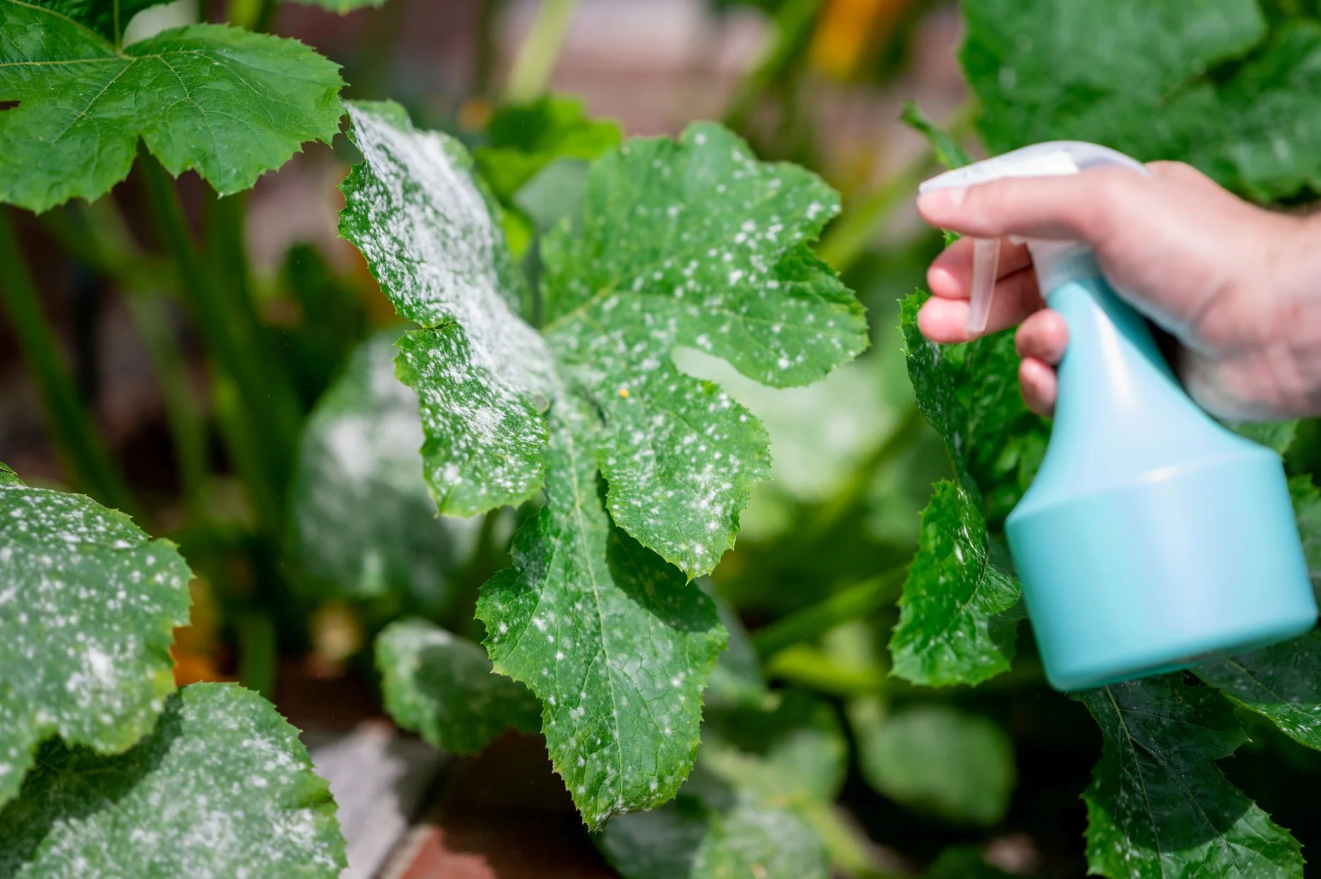 Effective Methods for Treating White Spots on Zucchini Leaves