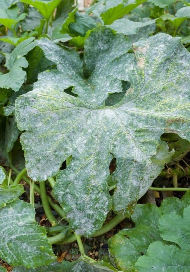 Effective Methods for Treating White Spots on Zucchini Leaves Effective Methods for Treating White Spots on Zucchini Leaves